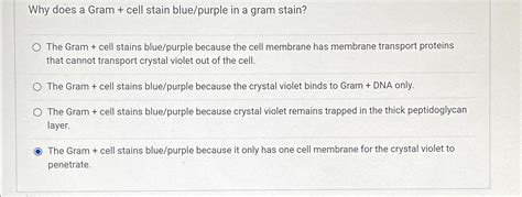 Solved Why does a Gram + ﻿cell stain blue/purple in a gram | Chegg.com