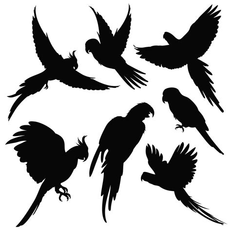 Vector parrots, amazon jungle birds silhouettes isolated on white By ...