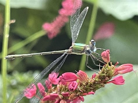 Western Willow Spreadwing From Monet Water Lilly Pond Giverny