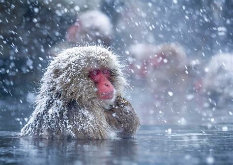 Scientists discover why Japanese snow monkeys like a long hot bath