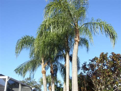 Exotic Palms For Sale Largo Florida