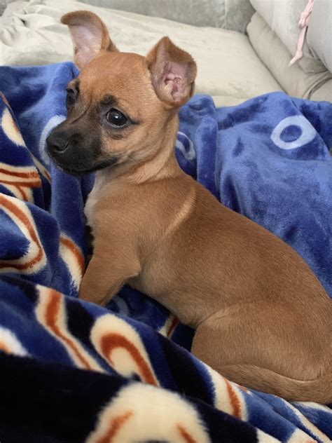 Chiweenie Puppies For Sale | Elk Grove, CA #298563