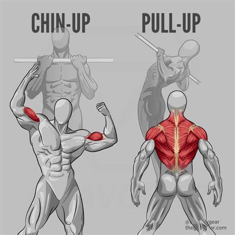 Pull Up Vs Chin Up Muscles Worked