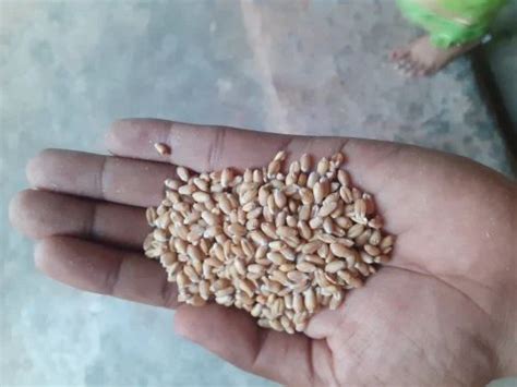 100 Kg Wheat Grain For Food Industry At Rs 25 Kg In Chhatarpur ID