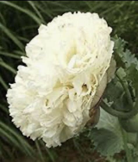 China White Poppy Fr N Extremt Ovanlig Sor K P P Tradera