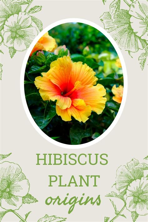 Hibiscus Plant Origins Learn Some Hibiscus Flower History Scoopsky