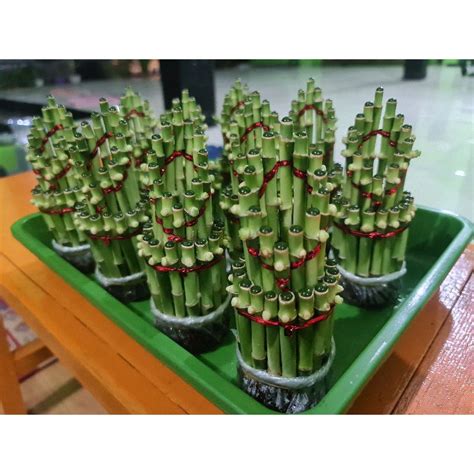 Jual Tanaman Hias Sri Rejeki Bambu Hoki 2 Tingkat 15cm Shopee Indonesia