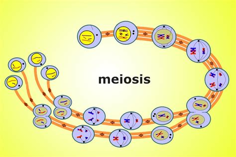 Meiosis Definition Stages And Importance