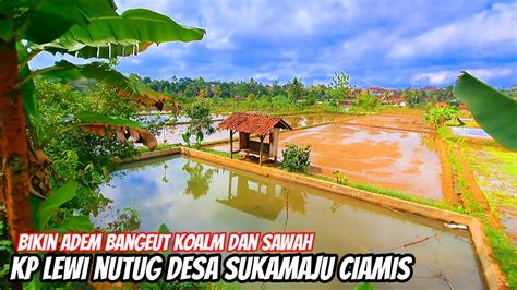 Di Jamin Betah Di Kampung Lewi Nutug Suasana Kolam Dan Sawah Nya Adeum