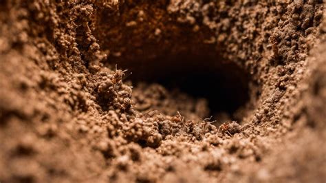 Understanding Early Warning Signs Of Termite Infestation Expert Pest