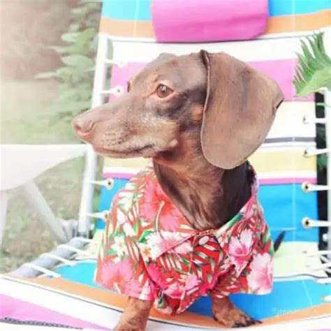 Dachshund Clothes That Actually Fit Dachshund Central