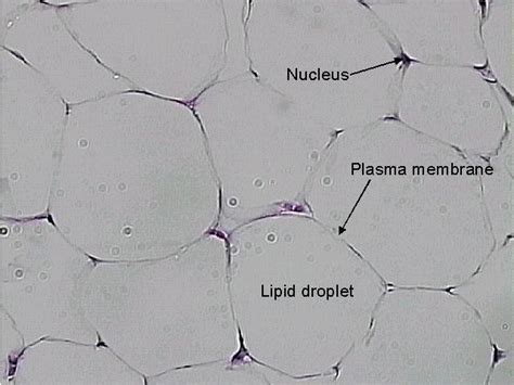 Principles Of Human Anatomy And Physiology Chapter 4 Tissues Glands