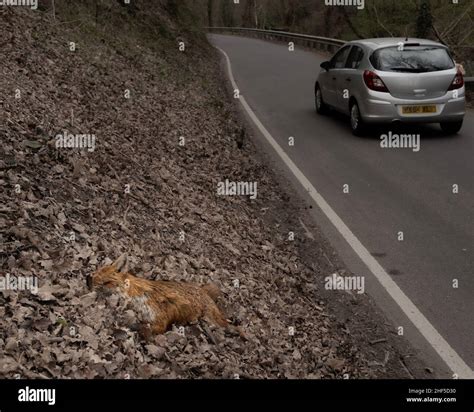 A Dead Red Fox City Of A Road Traffic Accident Of A Uk Road Stock