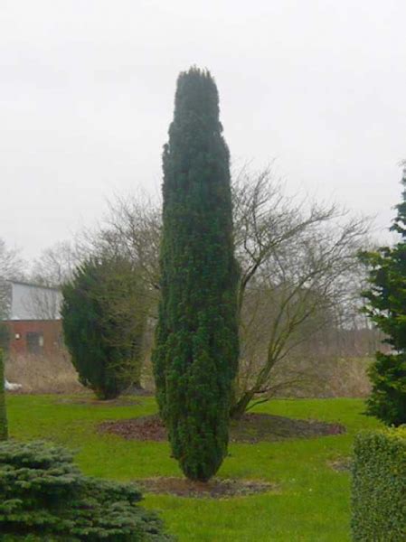 Taxus baccata Fastigiata Robusta Säulen Eibe 400 450 cm Solitär mit