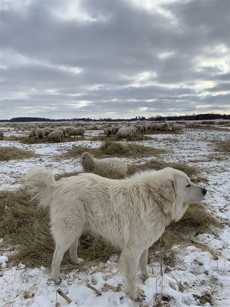 Care And Management Livestock Guardian Dogs Ontarioca