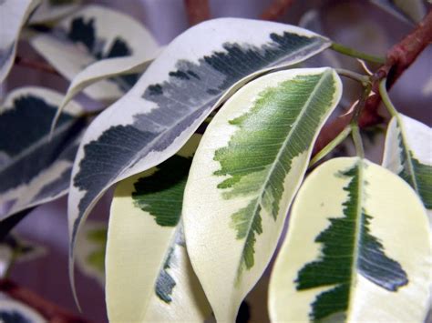 Los Cuidados Esenciales Del Ficus Benjamina Guía Completa