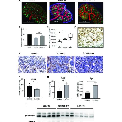 Endorepellin Protects From Apoptosis In The Ureteric Bud Via The Erk