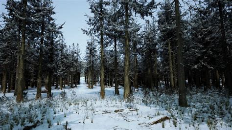 Winter pine tree forest with snow on trees 34802758 Stock Video at Vecteezy