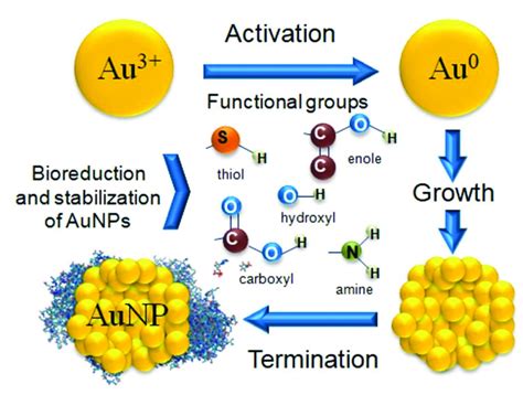 Mechanism Of AuNPs Biosynthesis And Functional Groups Involved In The