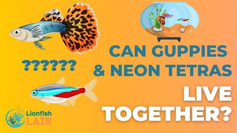 Can Neon Tetras And Guppies Live Together Youtube