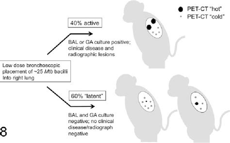 Schematic Of Cynomolgus Macaque Model Of Mycobacterium Tuberculosis