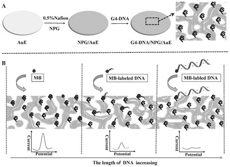 Dna Probe As Well As Universal Electrochemical Sensing Platform And Detection Method And