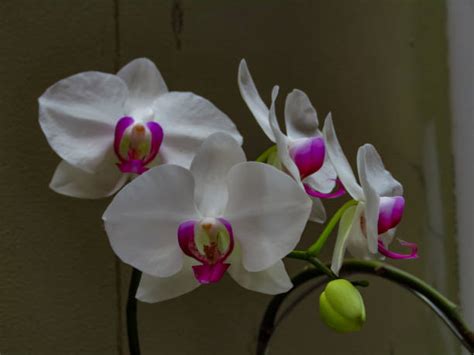 100+ Phalaenopsis Aphrodite Stock Photos, Pictures & Royalty-Free ...