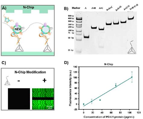 A The Designed Structure Of Tetrahedral Dna Nano Scaffold With A Download Scientific Diagram