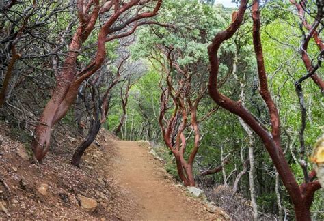 Manzanita Wood Uses The Forestry Pros