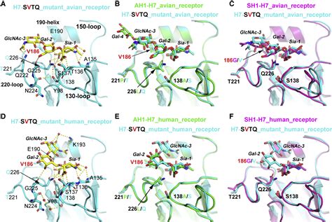 Avian To Human Receptor Binding Adaptation Of Avian H7n9 Influenza