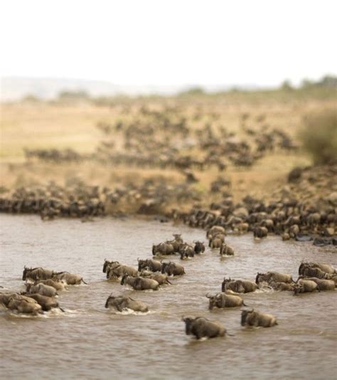 10 Days Wildebeest Migration Safari – Destiny Explorers