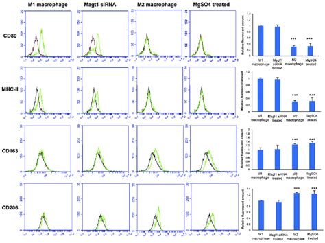 Phorbol Myristate Acetate Induced Macrophages Proliferation