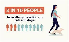 Cat Allergies How To Diagnose and Treat - Pinnacle Allergy