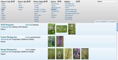 A visual encyclopedia of northern U.S wildflowers | Wild flowers ...