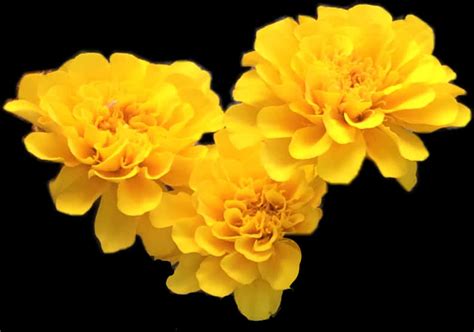 Download Vibrant Yellow Marigolds Black Background | Wallpapers.com