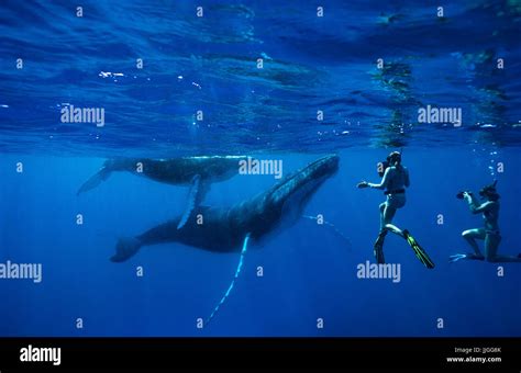 Snorkelers Swimming With Humpback Whales In Ocean Kingdom Of Tonga Ha