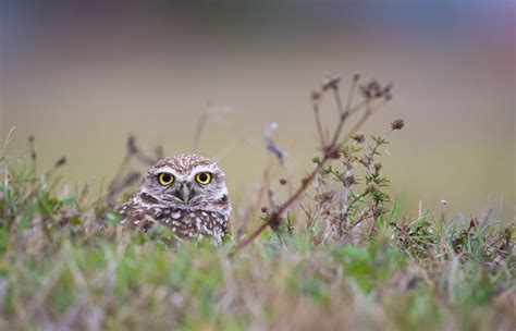 Florida Burrowing Owl | Sean Crane Photography