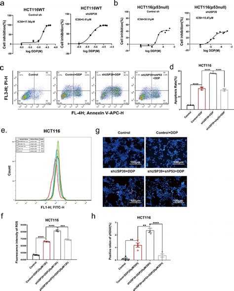 USP39 Regulates The Cisplatin Sensitivity Of HCT116 Cells In A