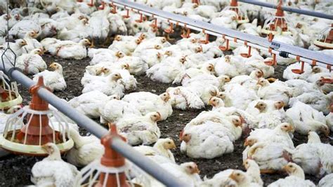 Highly Pathogenic Avian Flu Detected At Alabama Chicken Farm