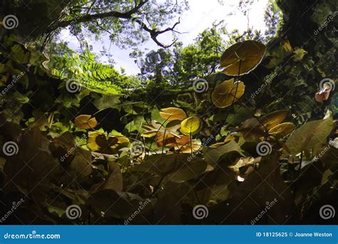 Entrance To the Gran Cenote Stock Image - Image of cavern, wide: 18125625