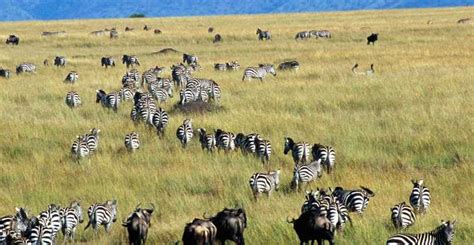 4 Days Masai Mara Lake Nakuru Lodge 4X4 Jeep Safari GetYourGuide