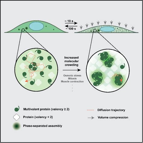 Multivalent Proteins Rapidly And Reversibly Phase Separate Upon Osmotic