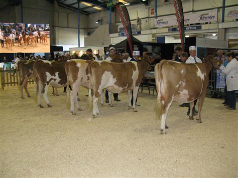 S.W. Dairy Show/ National Guernsey Show 2016 - English Guernsey Cattle ...