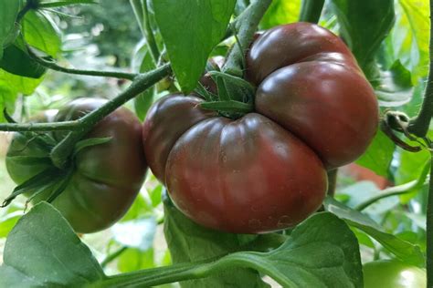 Black Krim tomatoes: grow a black tomato variety - Plantura