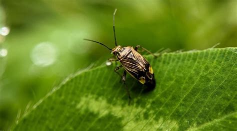 Common Garden Pests In Texas Fasci Garden