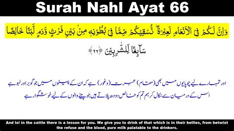 Surah Nahl Ayat 66 Surah Nahl Ayat 66 Surah Nahl Verse 66