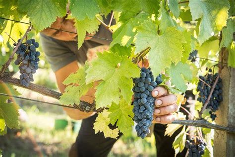 Le Mani Ruvide E Sapienti Lo Accarezzano E Il Grappolo Capisce Di Avere