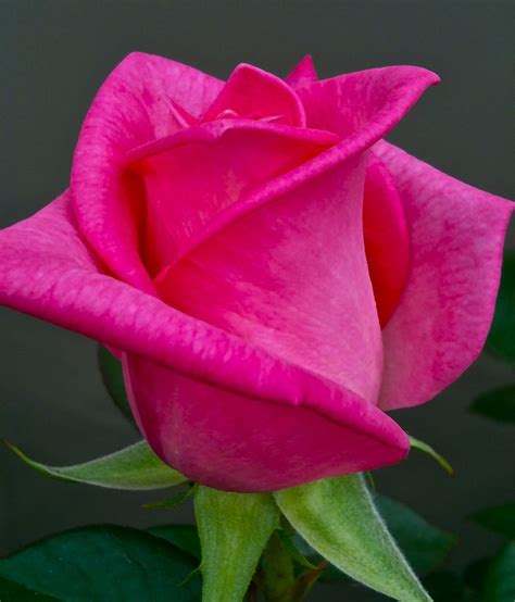 pink rose flower photos - Elmer Rauch