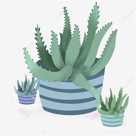 Aloes Hd Transparent Fresh Cartoon Aloe Illustration Elements Fresh