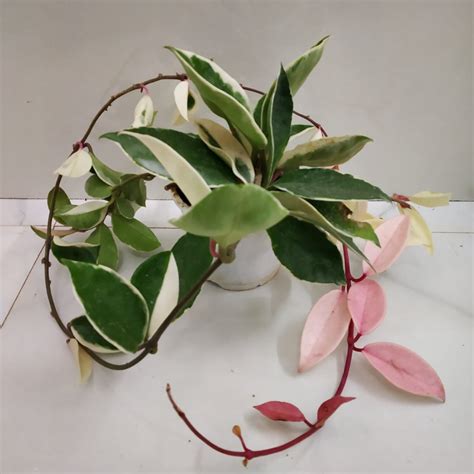 Hoya 'Carnosa Variegata' - Nursery Buy